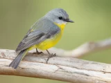 Eopsaltria_australis_-_Mogo_Campground Eopsaltria_australis_-_Mogo_Campground