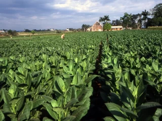 Tobacco_field_cuba1 Tobacco_field_cuba1